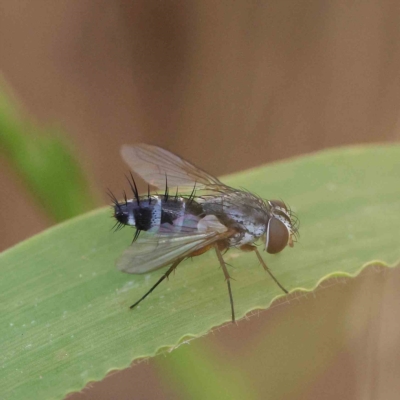 Sumpigaster sp. (genus) (A bristle fly) at Dryandra St Woodland - 19 Feb 2023 by ConBoekel