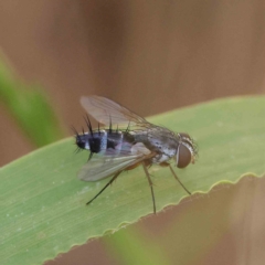 Sumpigaster sp. (genus) (A bristle fly) at Dryandra St Woodland - 19 Feb 2023 by ConBoekel