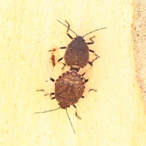 Platycoris rotundatus at O'Connor, ACT - 20 Feb 2023