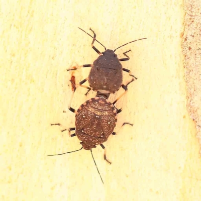 Platycoris rotundatus (A shield bug) at Dryandra St Woodland - 19 Feb 2023 by ConBoekel