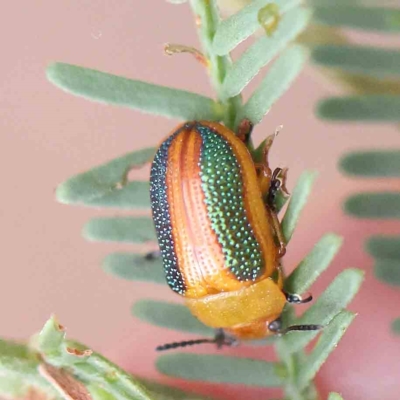 Calomela parilis (Leaf beetle) at O'Connor, ACT - 21 Feb 2023 by ConBoekel