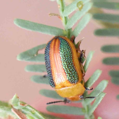 Calomela parilis (Leaf beetle) at O'Connor, ACT - 20 Feb 2023 by ConBoekel