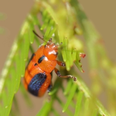 Calomela curtisi (Acacia leaf beetle) at O'Connor, ACT - 20 Feb 2023 by ConBoekel