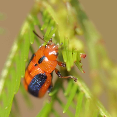 Calomela curtisi (Acacia leaf beetle) at O'Connor, ACT - 20 Feb 2023 by ConBoekel