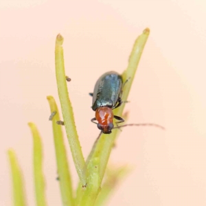 Adoxia benallae at O'Connor, ACT - 21 Feb 2023 09:21 AM