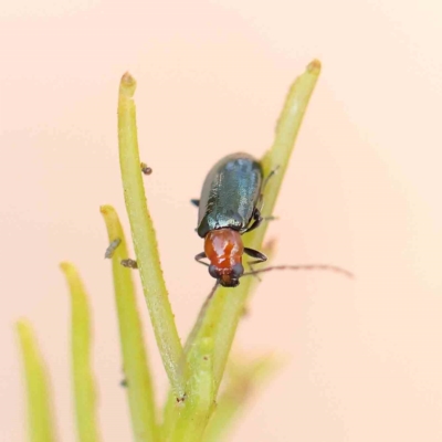 Adoxia benallae (Leaf beetle) at Dryandra St Woodland - 20 Feb 2023 by ConBoekel