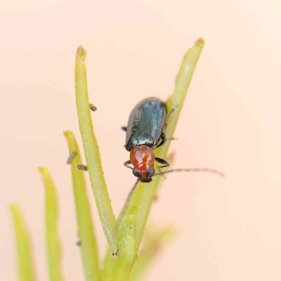 Adoxia benallae (Leaf beetle) at O'Connor, ACT - 21 Feb 2023 by ConBoekel