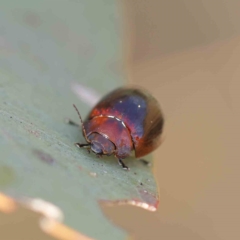 Paropsisterna cloelia (Eucalyptus variegated beetle) at Dryandra St Woodland - 20 Feb 2023 by ConBoekel