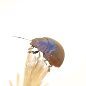 Paropsisterna cloelia at O'Connor, ACT - 21 Feb 2023