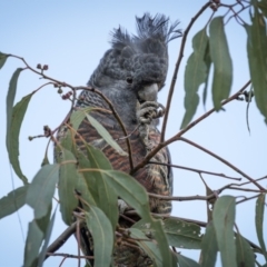 Callocephalon fimbriatum (Gang-gang Cockatoo) at Ainslie, ACT - 14 Apr 2023 by trevsci