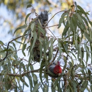 Callocephalon fimbriatum at Ainslie, ACT - suppressed