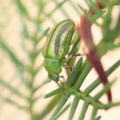 Calomela juncta (Leaf beetle) at O'Connor, ACT - 21 Feb 2023 by ConBoekel