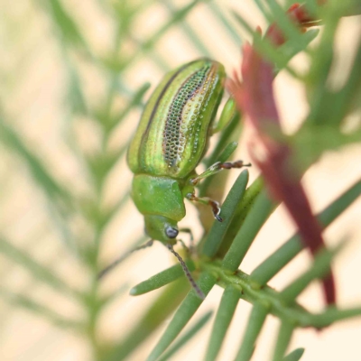 Calomela juncta (Leaf beetle) at O'Connor, ACT - 21 Feb 2023 by ConBoekel