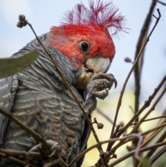 Callocephalon fimbriatum (identifiable birds) (Gang-gang Cockatoo (named birds)) at Ainslie, ACT - 14 Apr 2023 by trevsci