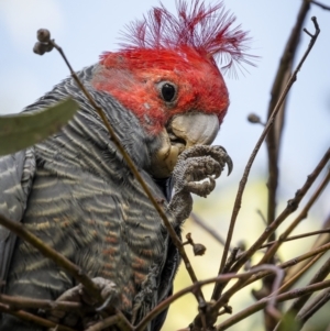 Callocephalon fimbriatum (identifiable birds) at Ainslie, ACT - suppressed