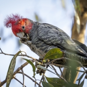 Callocephalon fimbriatum (identifiable birds) at Ainslie, ACT - suppressed