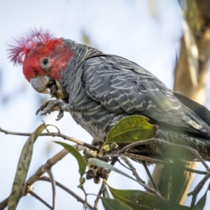 Callocephalon fimbriatum (identifiable birds) at Ainslie, ACT - suppressed