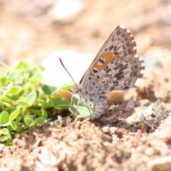 Lucia limbaria (Chequered Copper) at O'Connor, ACT - 21 Feb 2023 by ConBoekel