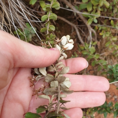 Olearia myrsinoides (Blush Daisy Bush) at Cotter River, ACT - 1 Apr 2023 by rangerstacey