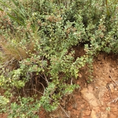 Olearia myrsinoides at Cotter River, ACT - 2 Apr 2023