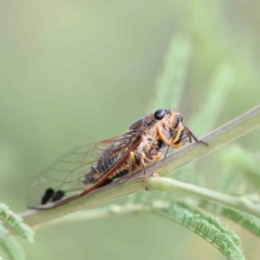 Galanga labeculata (Double-spotted cicada) at O'Connor, ACT - 21 Feb 2023 by ConBoekel