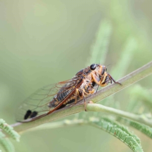 Galanga labeculata at O'Connor, ACT - 21 Feb 2023