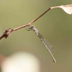 Unidentified Damselfly (Zygoptera) at O'Connor, ACT - 20 Feb 2023 by ConBoekel