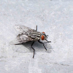 Sarcophaga sp. (genus) at O'Connor, ACT - 14 Feb 2023