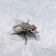 Sarcophaga sp. (genus) (Flesh fly) at O'Connor, ACT - 14 Feb 2023 by ConBoekel