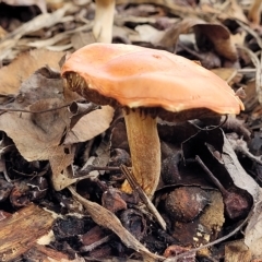 Unidentified Cap on a stem; gills below cap [mushrooms or mushroom-like] at Bruce, ACT - 15 Apr 2023 by trevorpreston