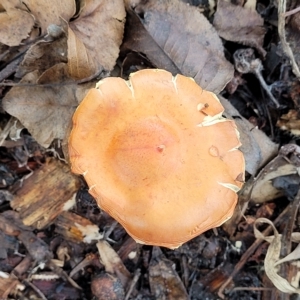 zz agaric (stem; gills not white/cream) at Bruce, ACT - 15 Apr 2023