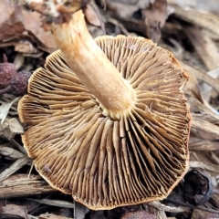 zz agaric (stem; gills not white/cream) at Bruce, ACT - 15 Apr 2023 02:33 PM