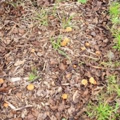 zz agaric (stem; gills not white/cream) at Bruce, ACT - 15 Apr 2023