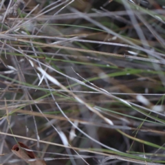 Symonicoccus sp. (genus) (Grass Coccid) at Dryandra St Woodland - 20 Feb 2023 by ConBoekel