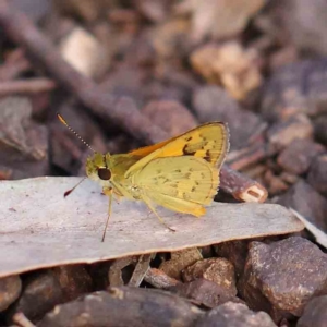 Ocybadistes walkeri at O'Connor, ACT - 21 Feb 2023