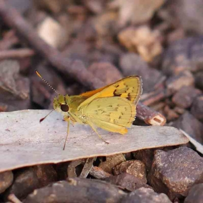 Ocybadistes walkeri (Green Grass-dart) at Dryandra St Woodland - 20 Feb 2023 by ConBoekel