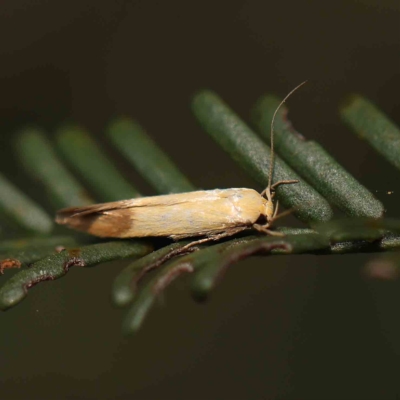 Unidentified Concealer moth (Oecophoridae) at O'Connor, ACT - 20 Feb 2023 by ConBoekel