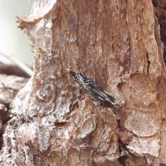 Porismus strigatus (Pied Lacewing) at Dryandra St Woodland - 21 Feb 2023 by ConBoekel