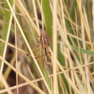 Conocephalus upoluensis at O'Connor, ACT - 14 Feb 2023