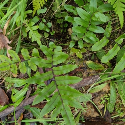 Blechnum minus (Soft Water Fern) at Lower Cotter Catchment - 30 Mar 2023 by rangerstacey