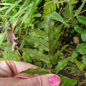 Blechnum minus at Cotter River, ACT - 30 Mar 2023