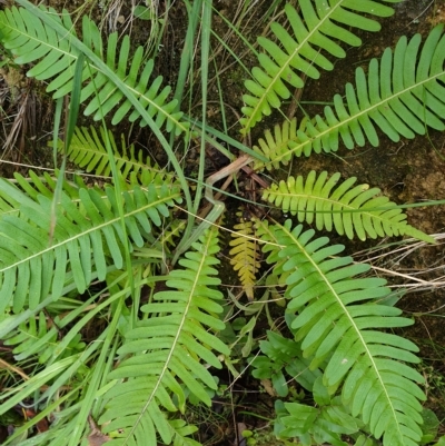 Blechnum nudum (Fishbone Water Fern) at Cotter River, ACT - 30 Mar 2023 by rangerstacey