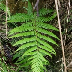 Cyathea australis subsp. australis (Rough Tree Fern) at Cotter River, ACT - 30 Mar 2023 by rangerstacey