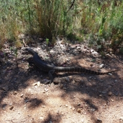 Varanus rosenbergi (Heath or Rosenberg's Monitor) at Cotter River, ACT - 6 Mar 2023 by rangerstacey