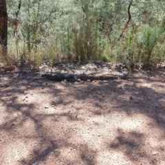 Varanus rosenbergi at Cotter River, ACT - 6 Mar 2023