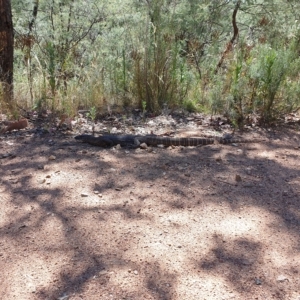 Varanus rosenbergi at Cotter River, ACT - suppressed