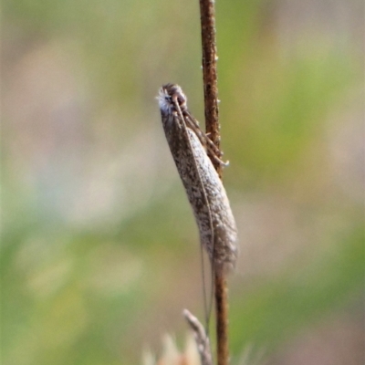 Ceromitia leptosticta (A Fairy moth) at Molonglo Valley, ACT - 14 Apr 2023 by CathB