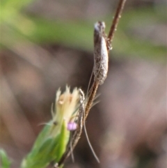 Ceromitia leptosticta at Molonglo Valley, ACT - 14 Apr 2023