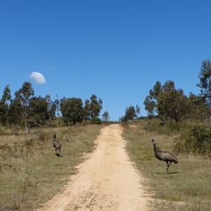 Dromaius novaehollandiae at Cotter River, ACT - 6 Mar 2023