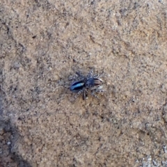 Maratus chrysomelas (Variable Peacock Spider) at Molonglo Valley, ACT - 14 Apr 2023 by CathB